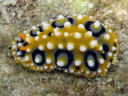 Phyllidia ocellata