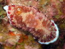 Goniobranchus reticulatus