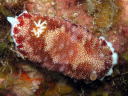 Goniobranchus reticulatus