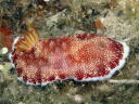 Goniobranchus reticulatus