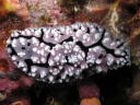 Phyllidiella granulatus