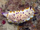 Mexichromis multituberculata