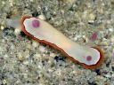 Goniobranchus rubrocornuta