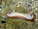 Goniobranchus rubrocornuta