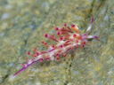 Flabellina rubrolineata