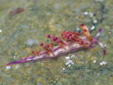 Flabellina rubrolineata