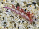 Flabellina rubrolineata