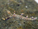 Flabellina riwo