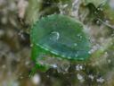 Tamanovalva limax