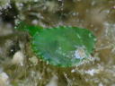 Tamanovalva limax