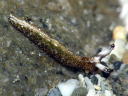 Thuridilla flavomaculata