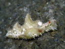 Elysia tomentosa