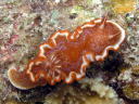 Glossodoris rufomarginata