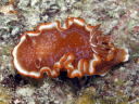 Glossodoris rufomarginata