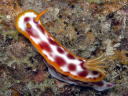 Hypselodoris purpureomaculosa