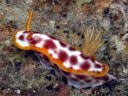 Hypselodoris purpureomaculosa