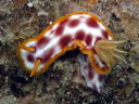 Hypselodoris purpureomaculosa