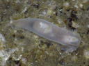 Gymnodoris sp. 6