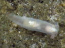 Gymnodoris sp. 6