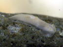 Gymnodoris sp. 6