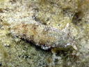 Plakobranchus ocellatus