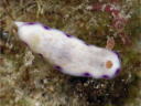 Goniobranchus rufomaculata