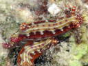 Hypselodoris sp. 2