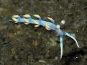 Flabellina bicolor