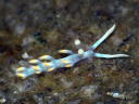 Flabellina bicolor