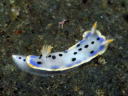 Hypselodoris placida