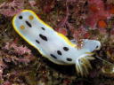 Goniobranchus orientalis