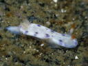 Hypselodoris sagamiensis