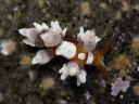 Eubranchus inabai