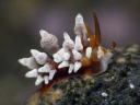 Eubranchus inabai