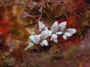 Eubranchus inabai