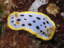 Goniobranchus orientalis