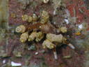 Eubranchus misakiensis