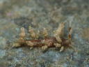 Eubranchus misakiensis