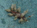 Eubranchus misakiensis