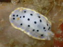 Hypselodoris placida