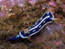 Hypselodoris festiva