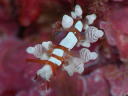 Eubranchus inabai