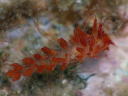 Eubranchus sp. 5