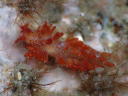 Eubranchus sp. 5