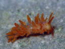 Eubranchus sp. 5