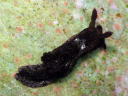 Goniodoris joubini