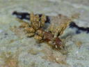 Eubranchus misakiensis