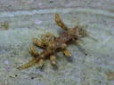 Eubranchus misakiensis