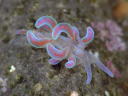 Phyllodesmium serratum