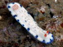 Hypselodoris sagamiensis